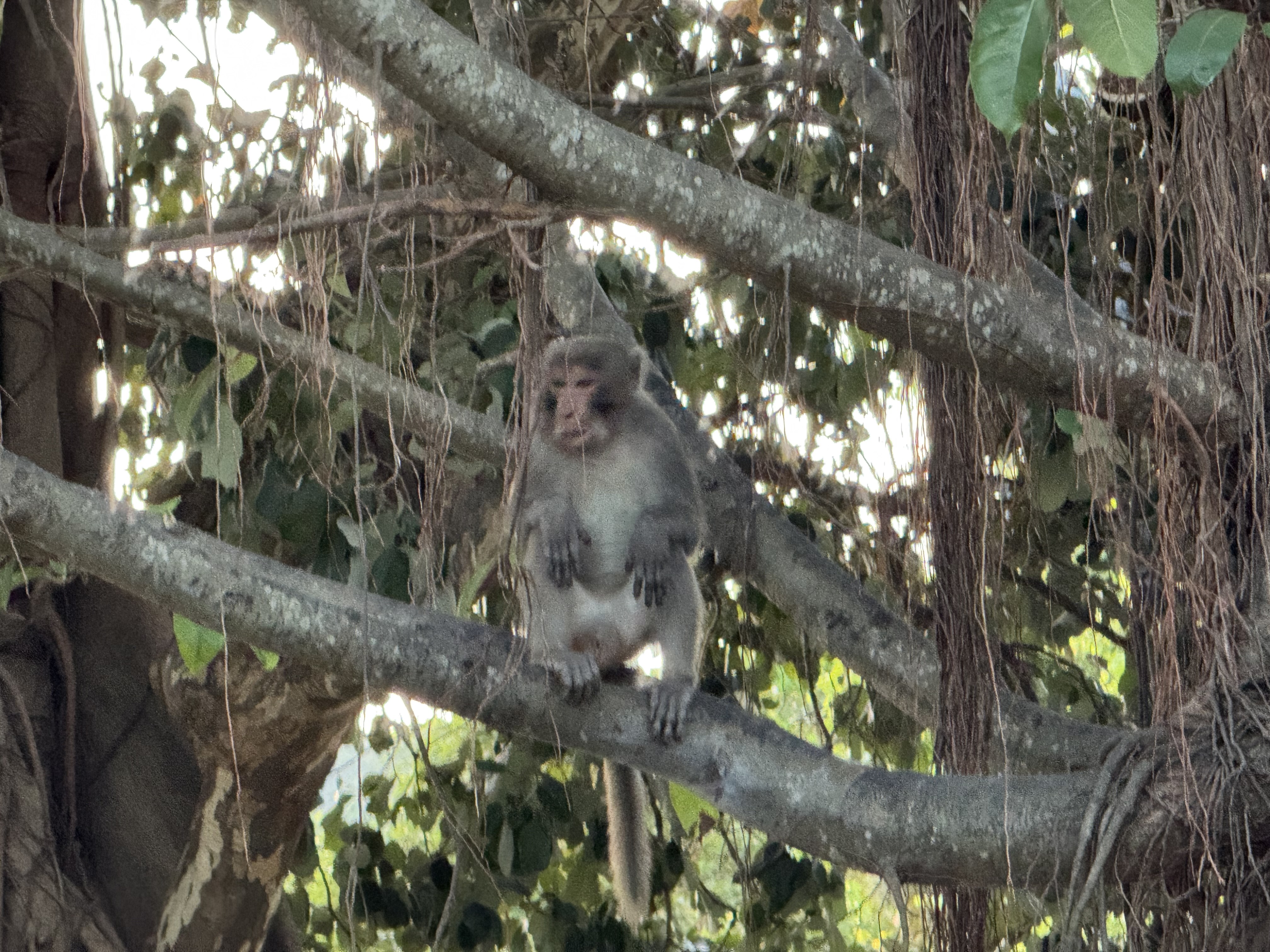 Macaque monkey on Son Tra